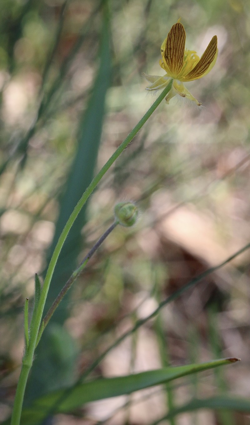 Southern Oregon Buttercup photo 8