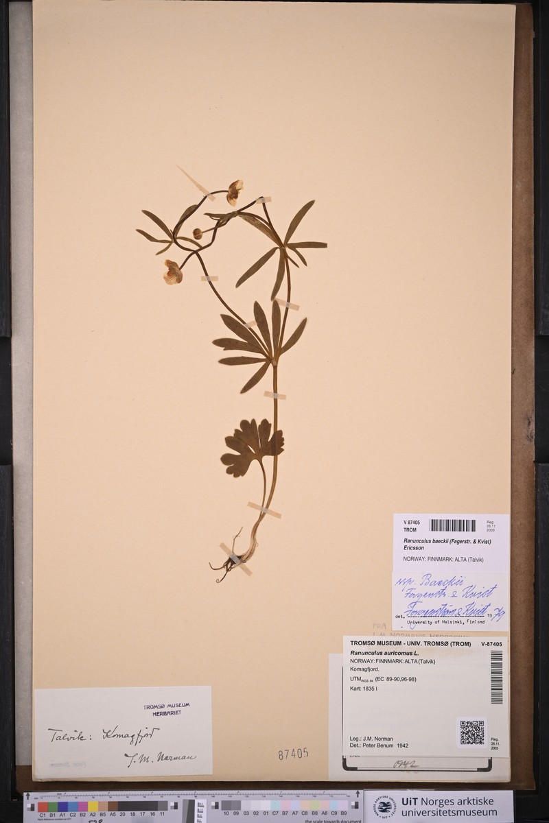 Ranunculus baeckii