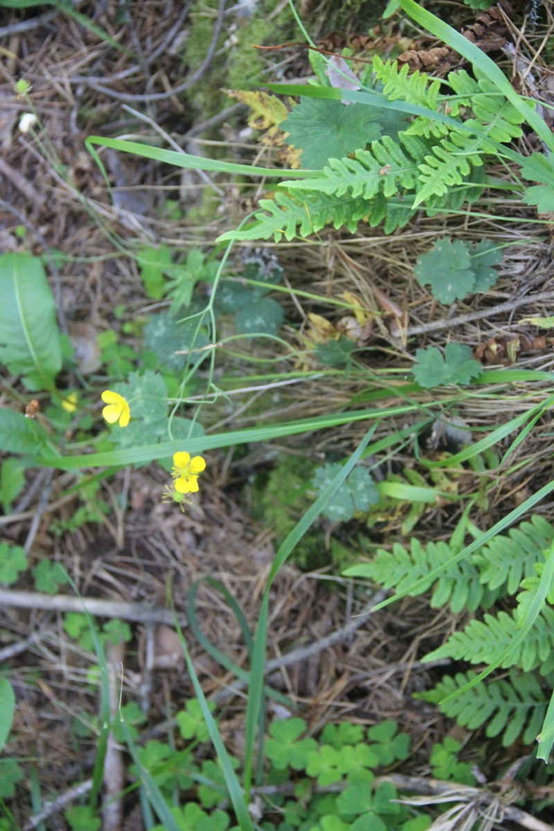 Ranunculus baidarae
