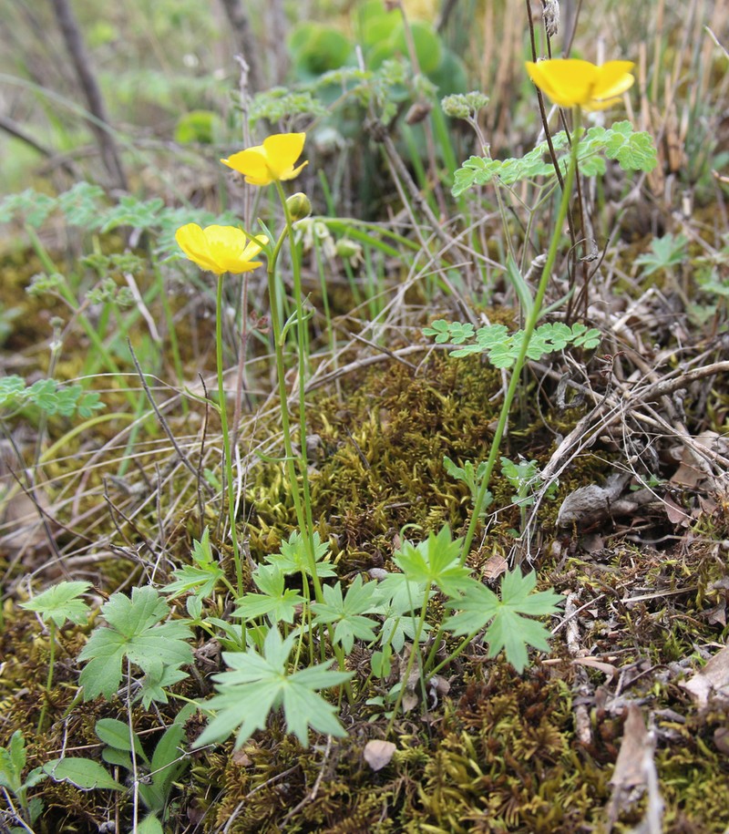 Ranunculus baidarae photo 2