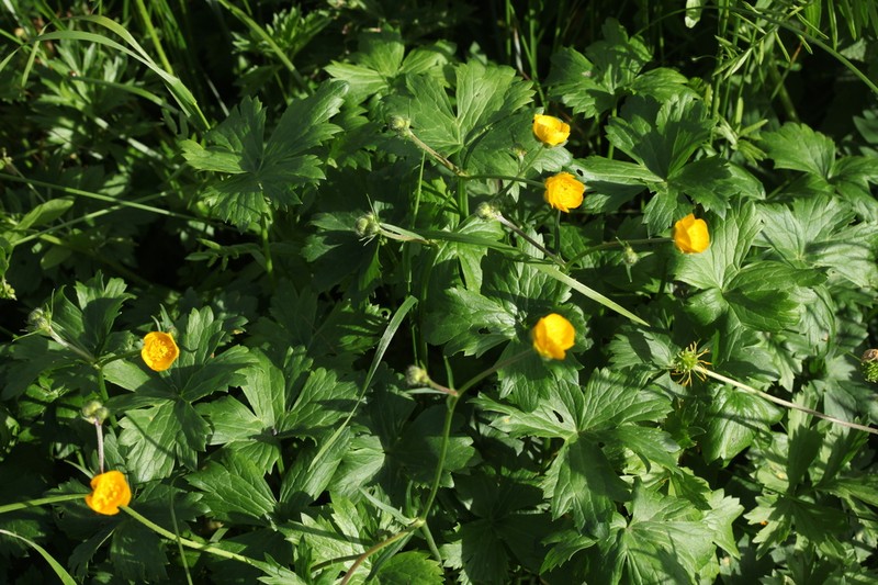 Ranunculus baidarae photo 4