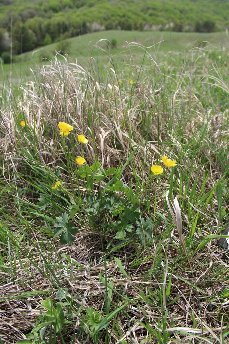 Ranunculus baidarae photo 5
