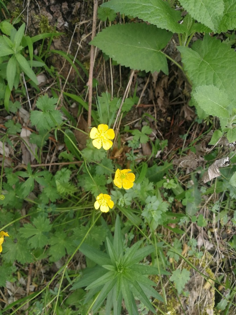Ranunculus baidarae photo 6