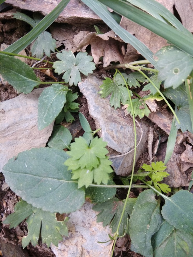 Ranunculus baidarae photo 8