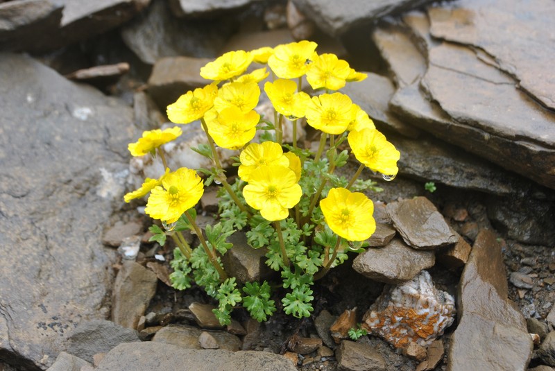 Ranunculus balangshanicus photo 2