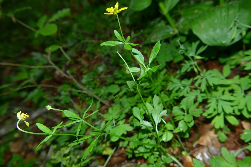 Ranunculus baldensis