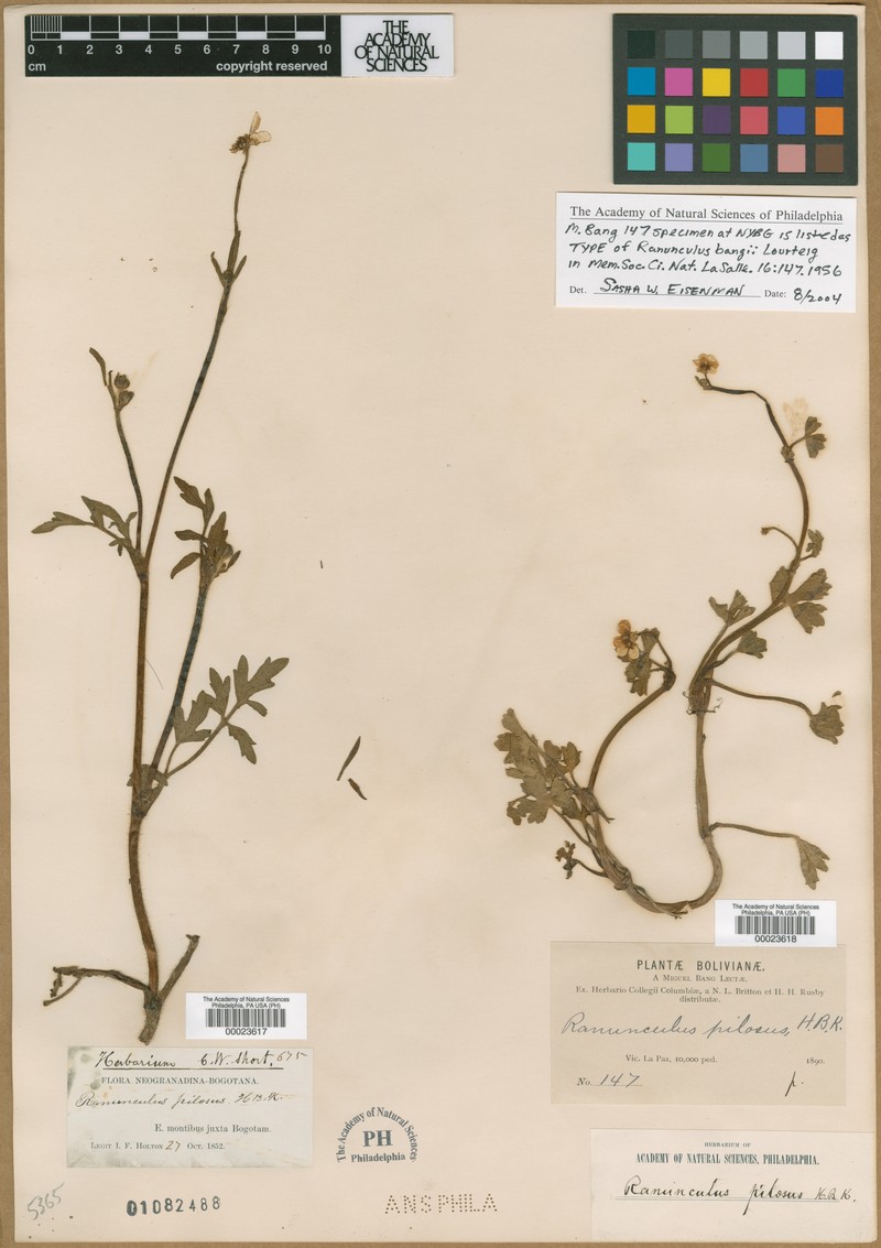 Ranunculus bangii
