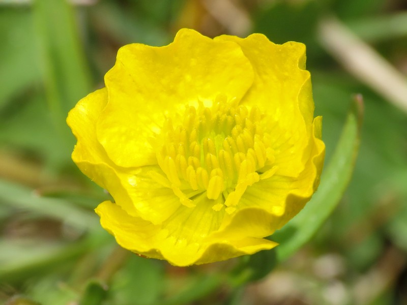 Ranunculus bariscianus