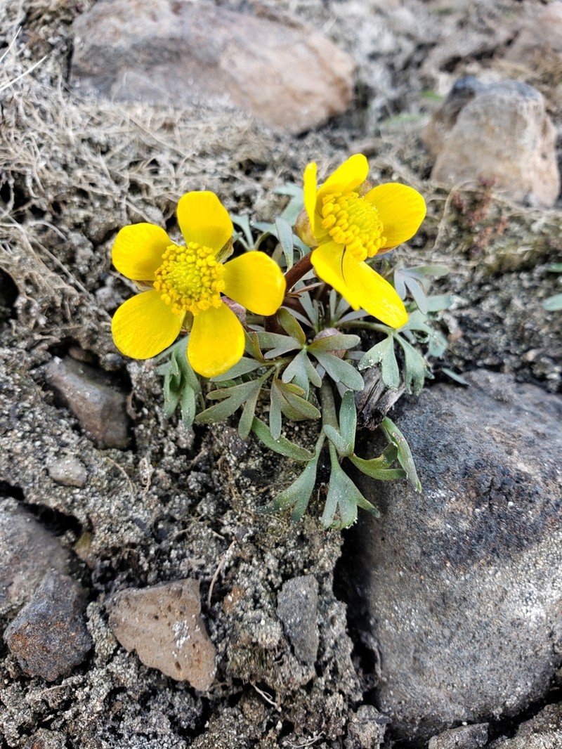 Ranunculus basalticus