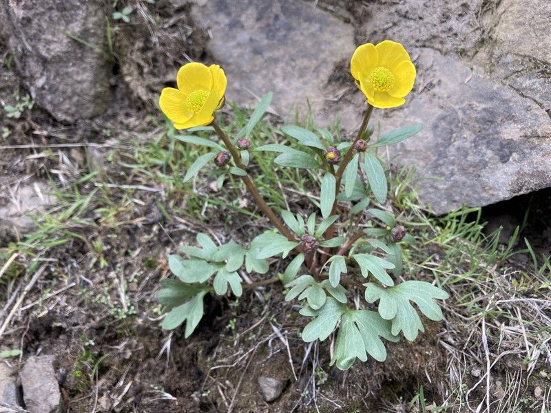 Ranunculus basalticus photo 2