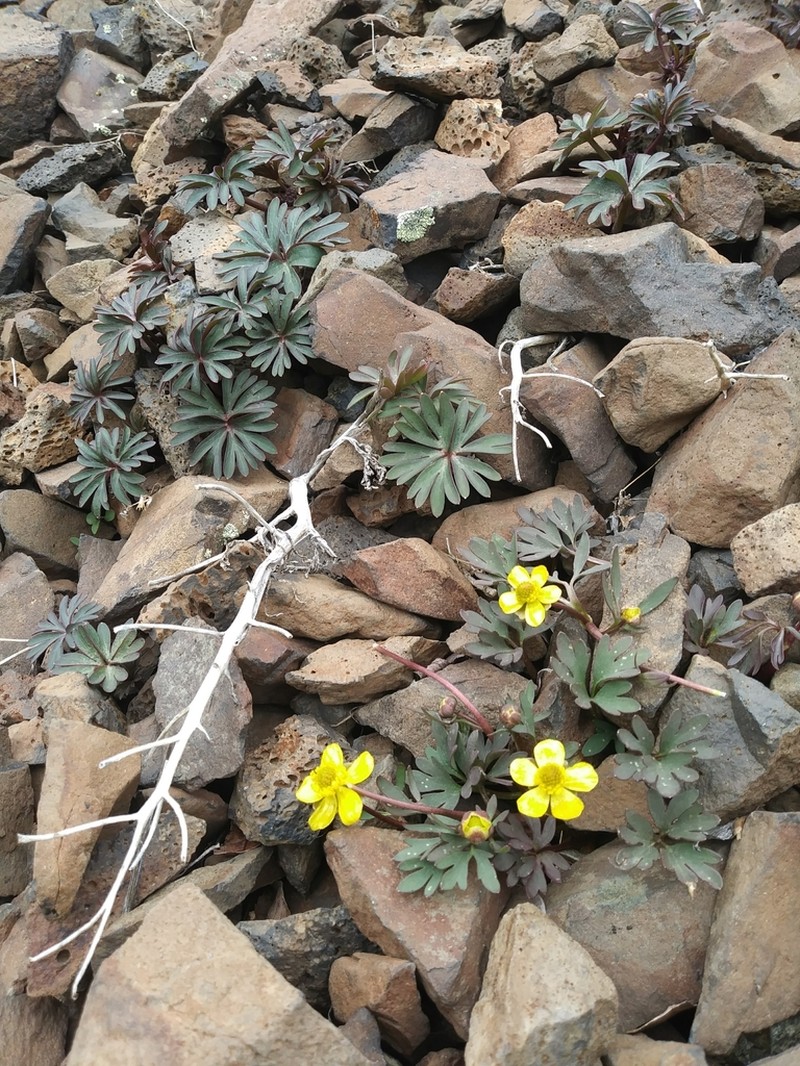 Ranunculus basalticus photo 3
