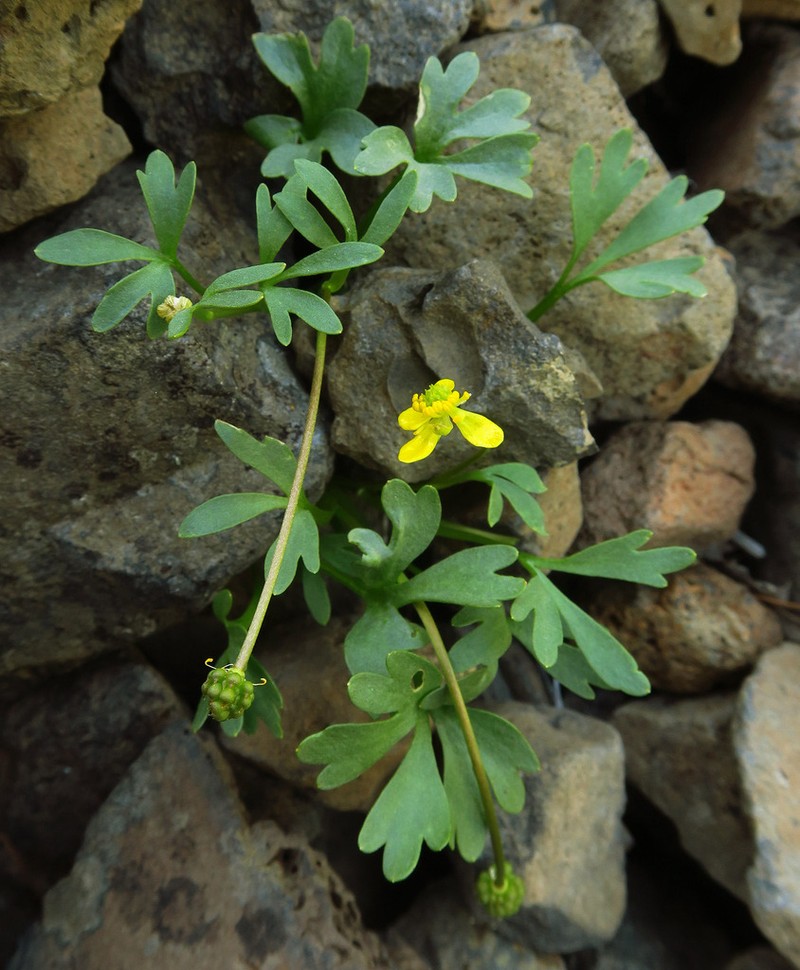 Ranunculus basalticus photo 4