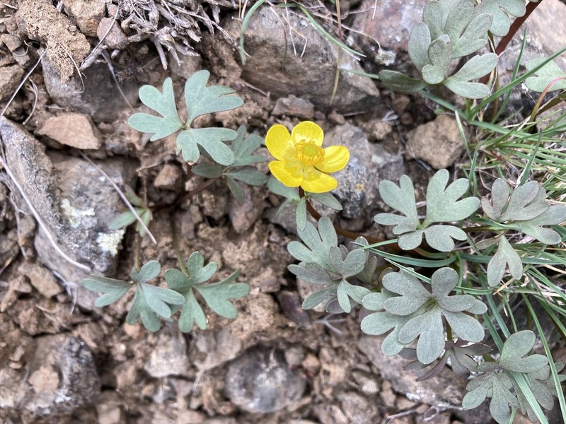 Ranunculus basalticus photo 5