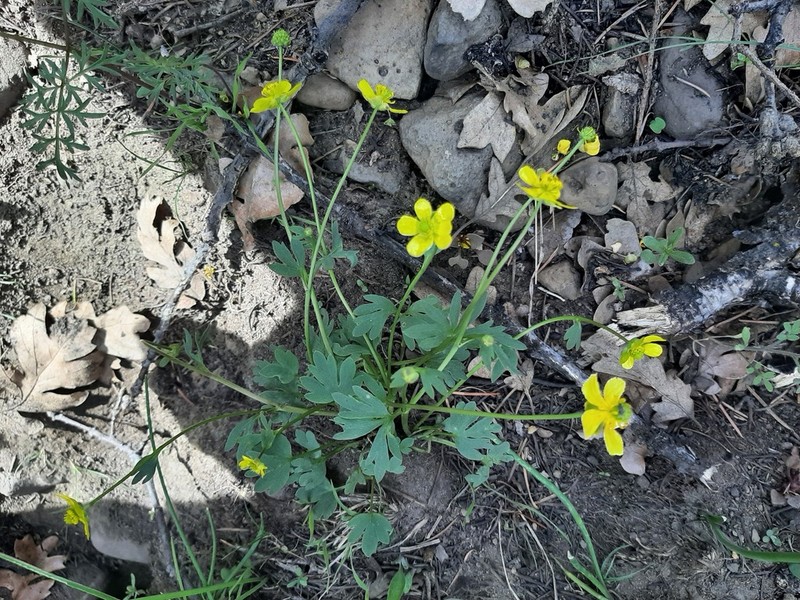 Ranunculus basalticus photo 6