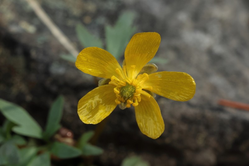 Ranunculus basalticus photo 7