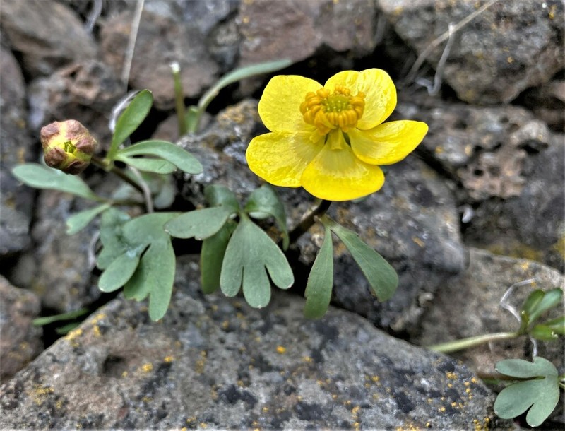 Ranunculus basalticus photo 8