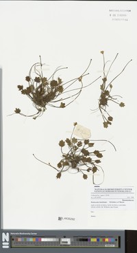 Ranunculus basilobatus