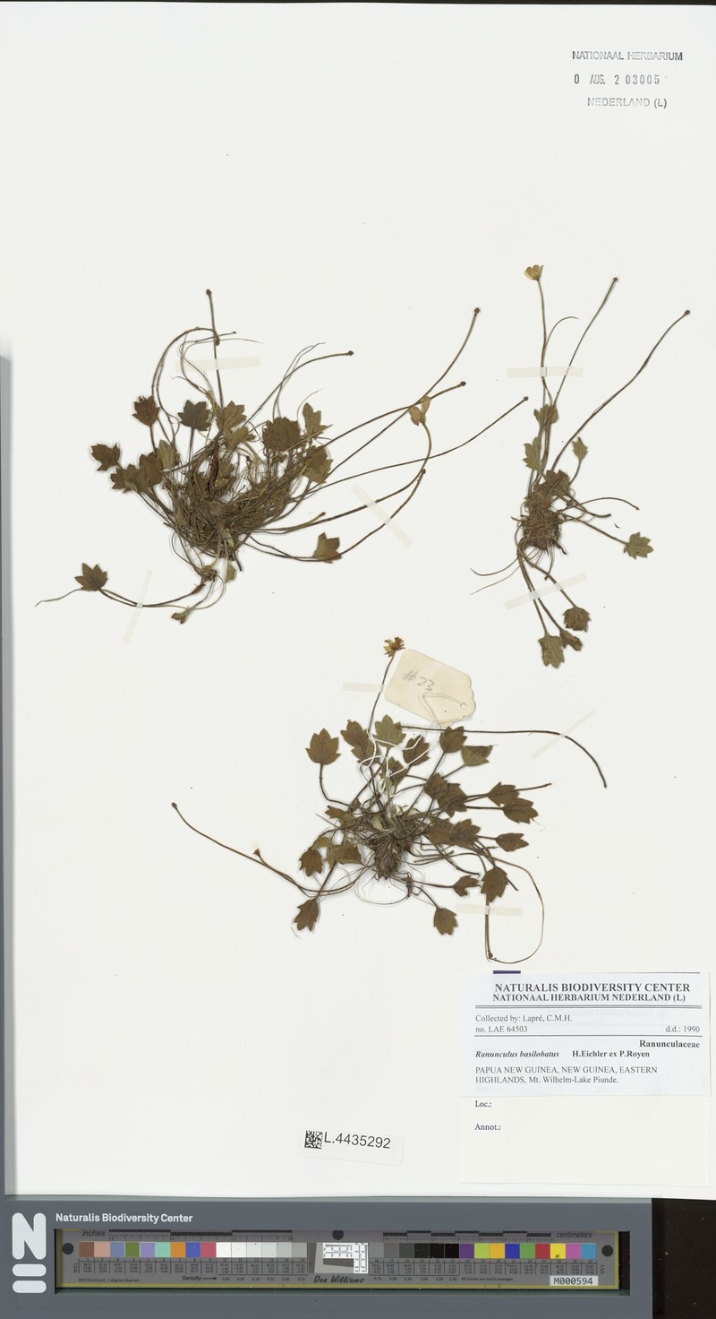Ranunculus basilobatus