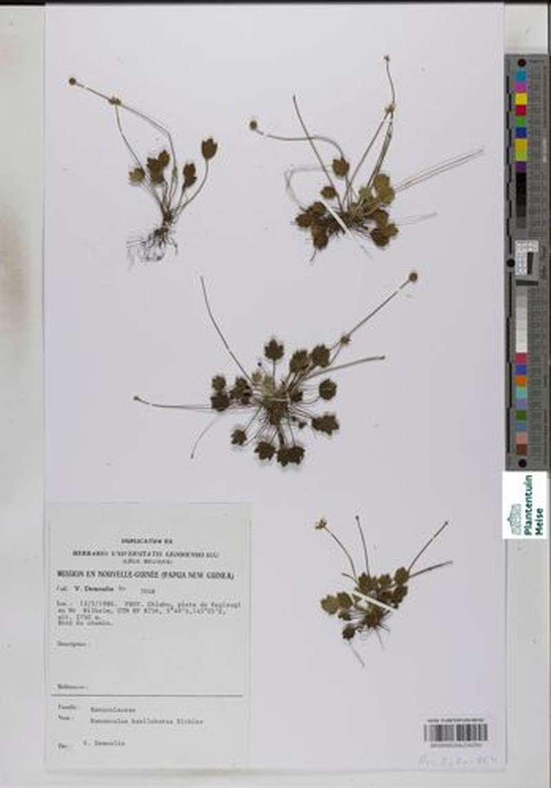 Ranunculus basilobatus photo 3