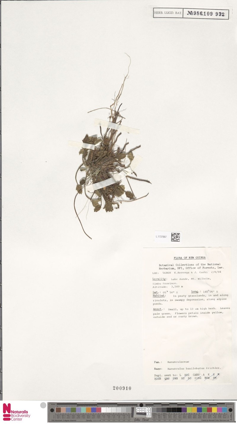 Ranunculus basilobatus photo 4