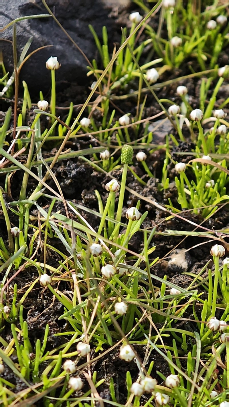 Ranunculus batrachioides