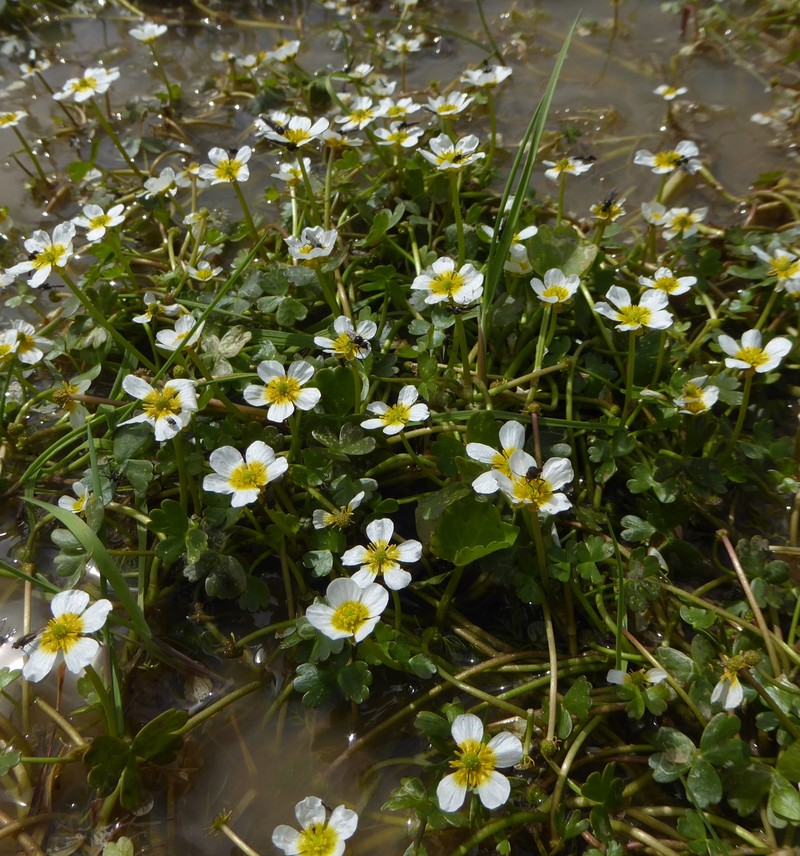 Ranunculus baudotii