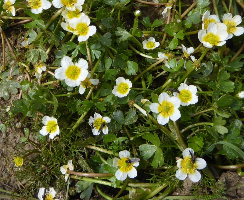 Ranunculus baudotii photo 2