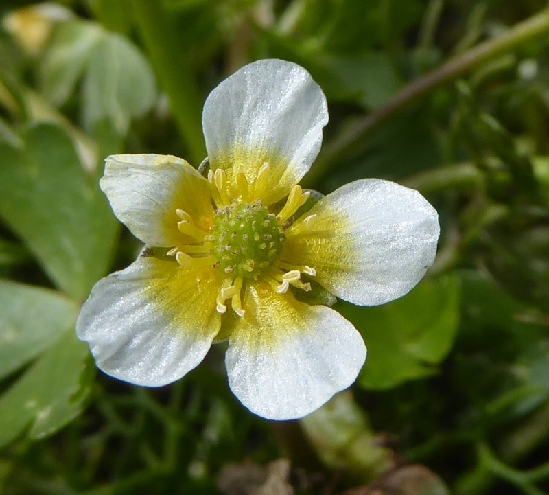 Ranunculus baudotii photo 3