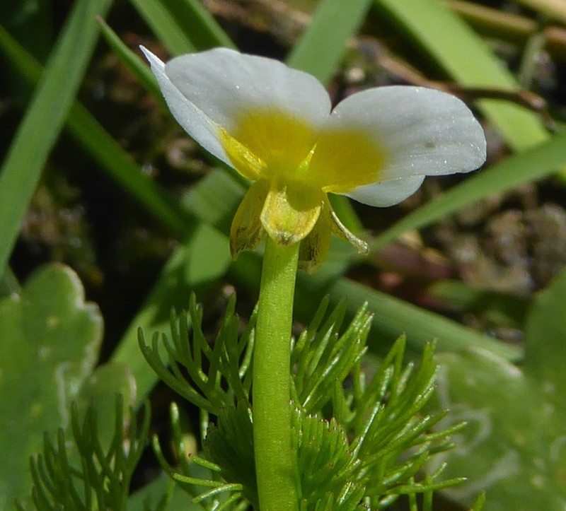 Ranunculus baudotii photo 4