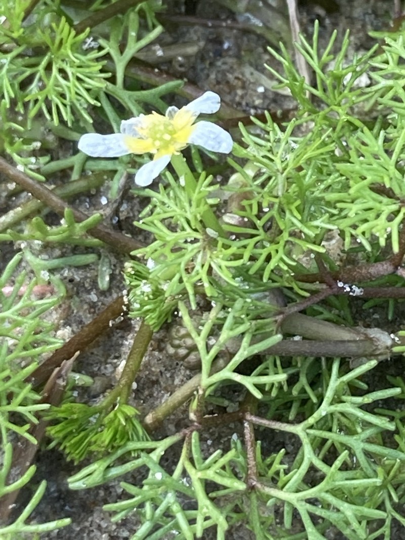 Ranunculus baudotii photo 7