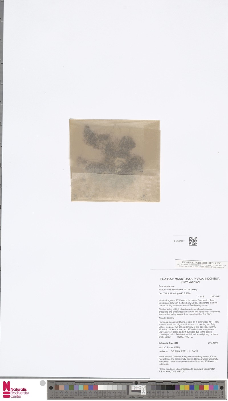 Ranunculus bellus