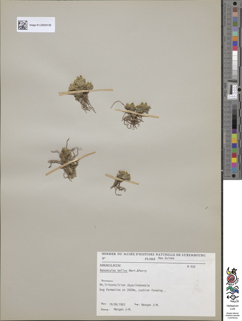 Ranunculus bellus photo 3