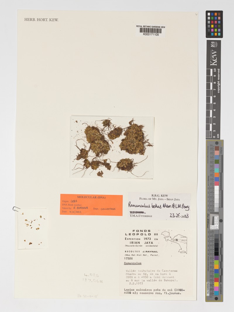 Ranunculus bellus photo 4