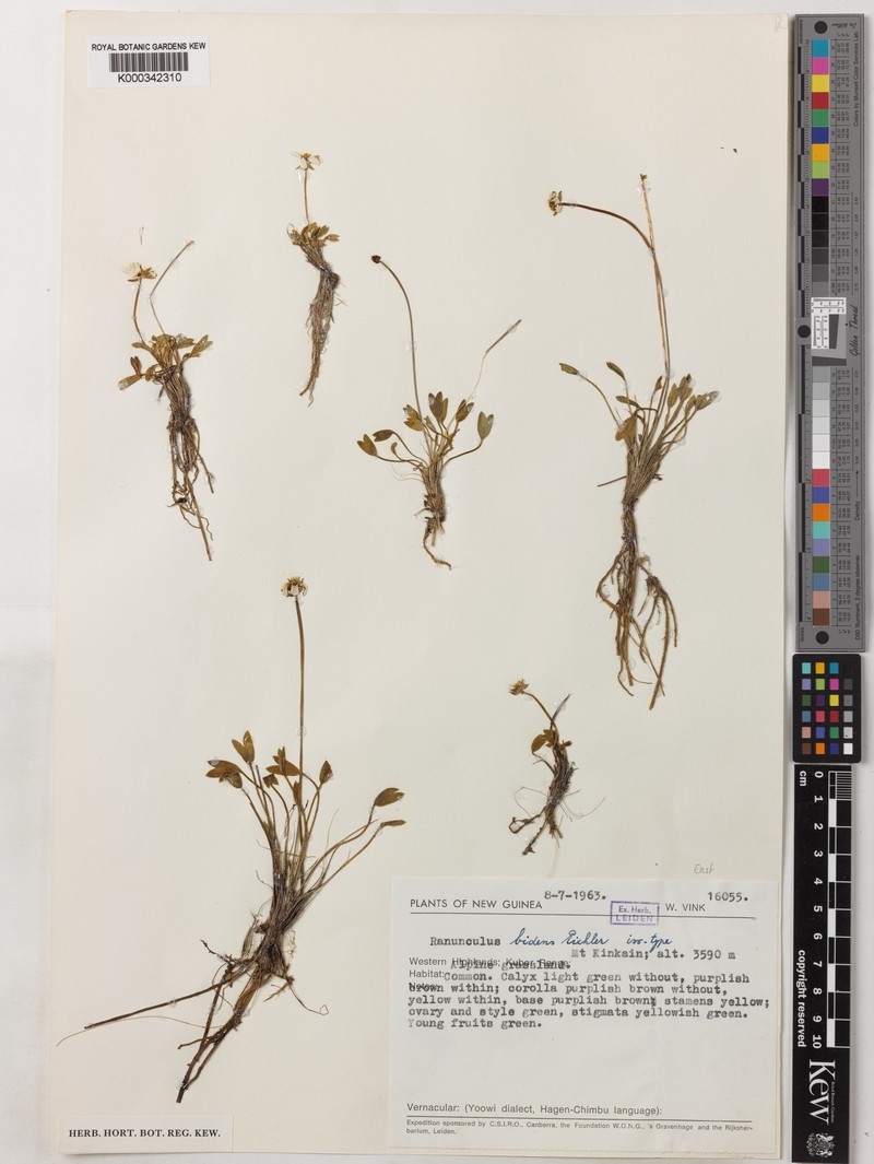 Ranunculus bidens