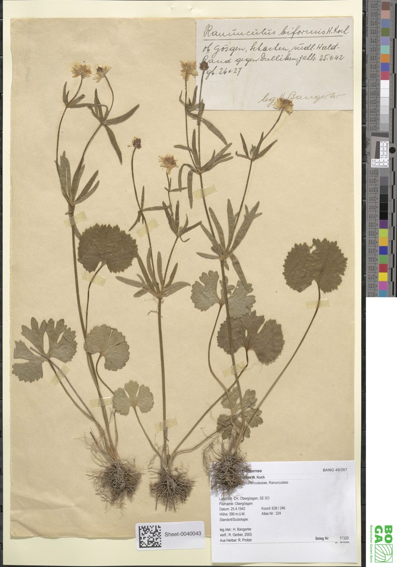 Ranunculus biformis