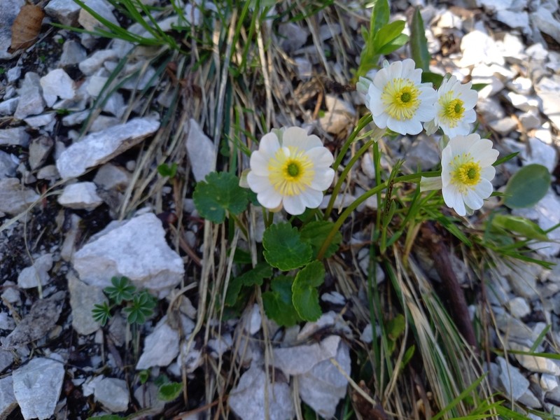Ranunculus bilobus