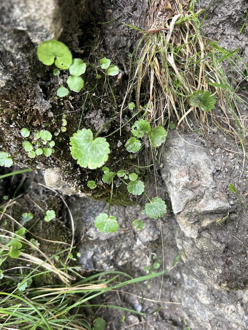 Ranunculus bilobus photo 2
