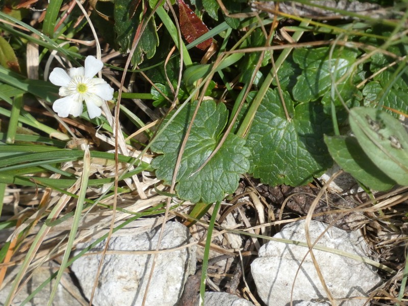 Ranunculus bilobus photo 3