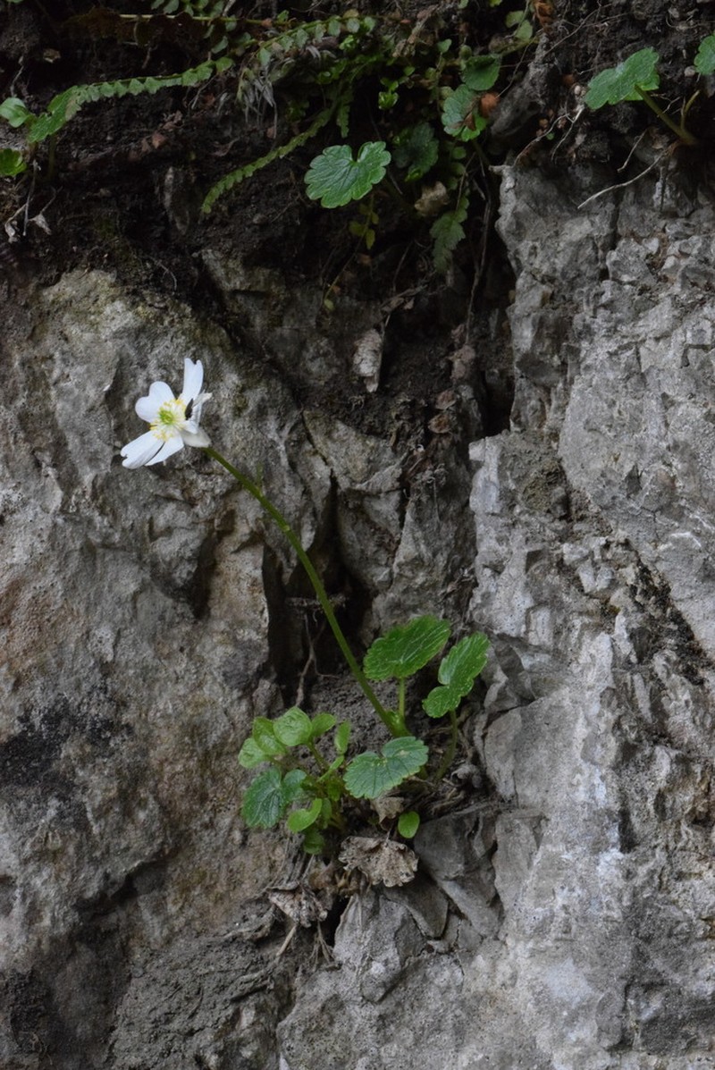 Ranunculus bilobus photo 4