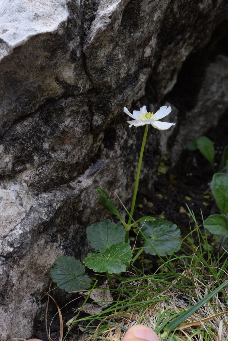 Ranunculus bilobus photo 5