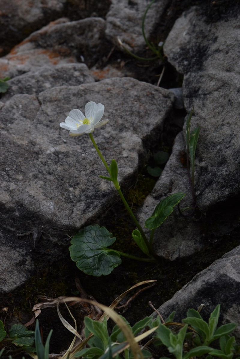Ranunculus bilobus photo 6