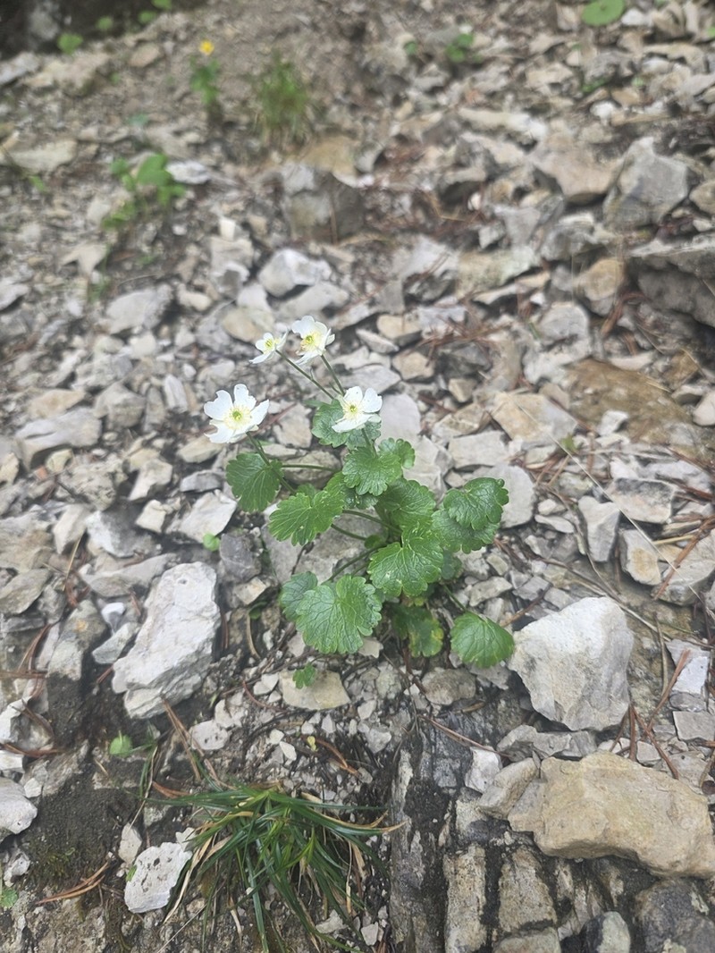 Ranunculus bilobus photo 7