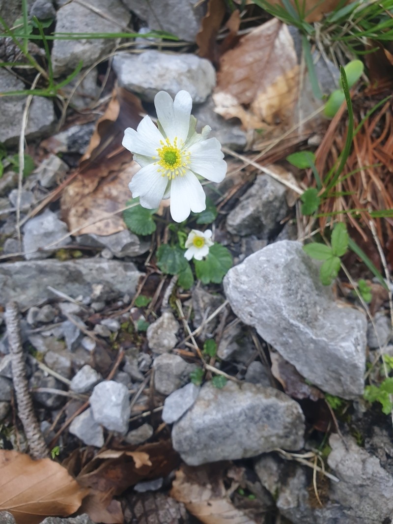 Ranunculus bilobus photo 8