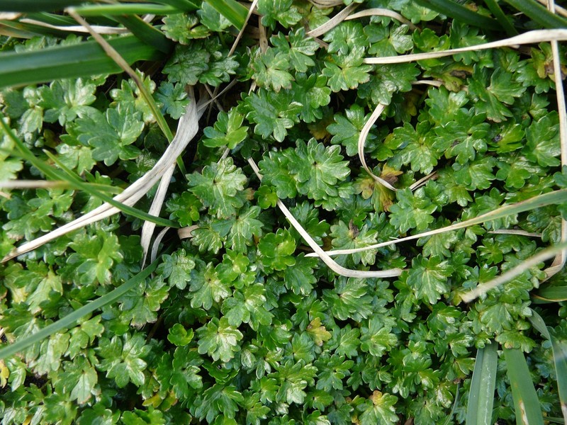 Ranunculus biternatus