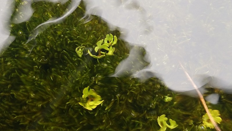 Ranunculus biternatus photo 4