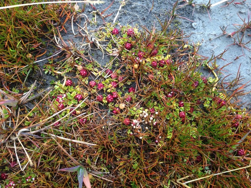 Ranunculus biternatus photo 5