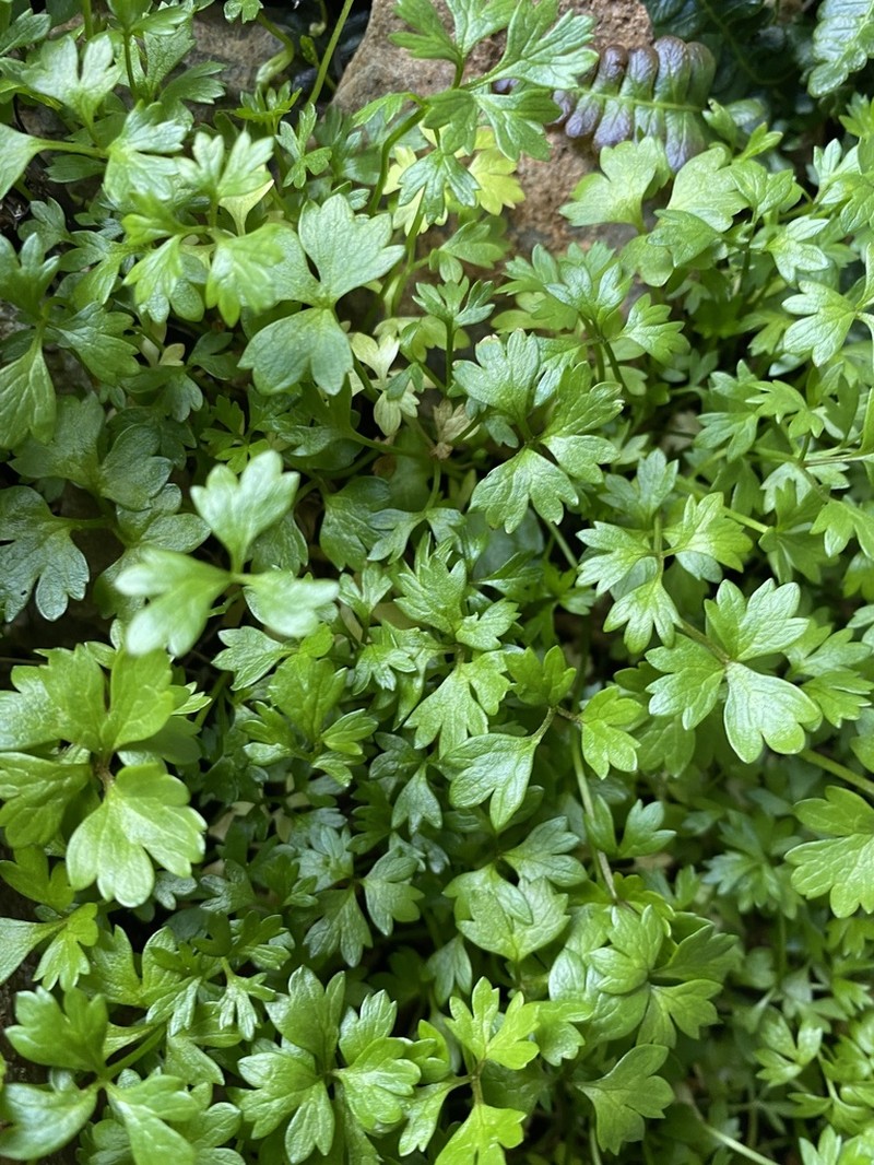 Ranunculus biternatus photo 6