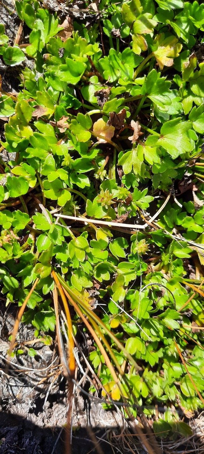 Ranunculus biternatus photo 8