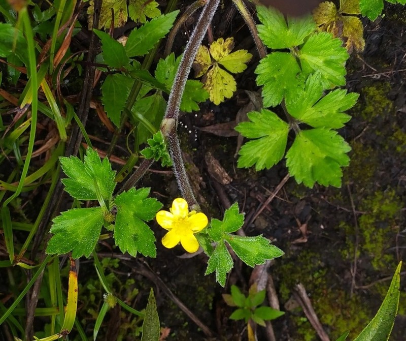 Ranunculus blumei photo 3