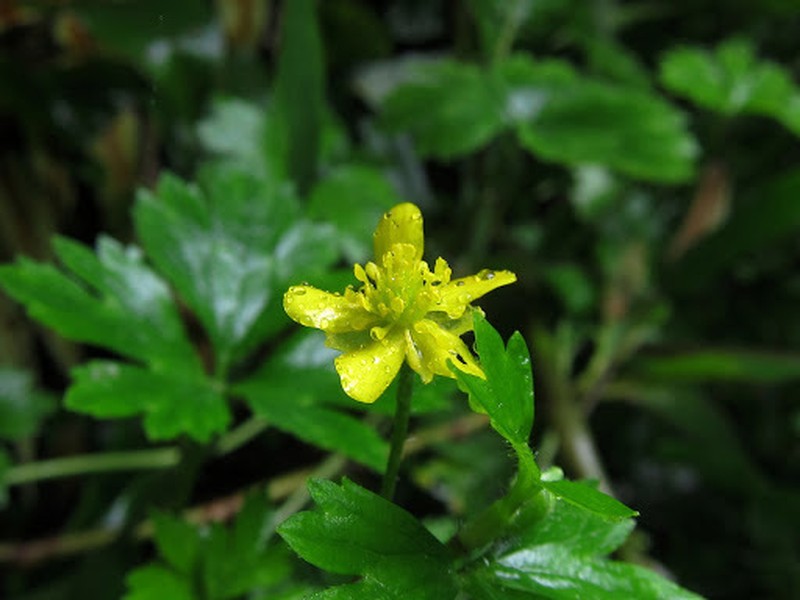 Ranunculus blumei photo 5